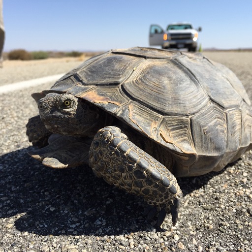 Edwards hosts head-start study for desert tortoises